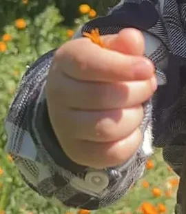 Une petite main tient une fleur orange, manche de chemise à carreaux.